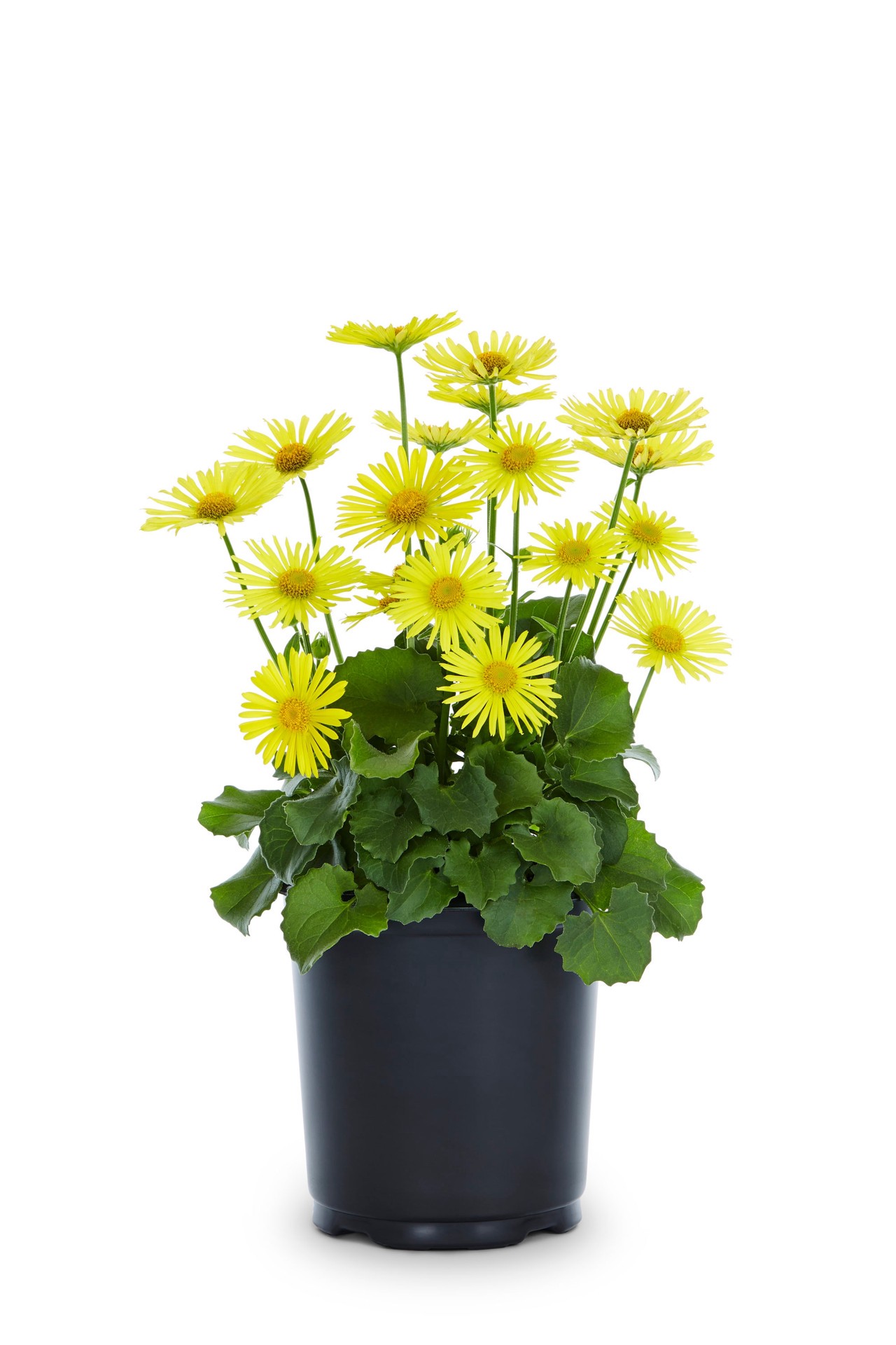 slide 1 of 2, Lowe's Multicolor Doronicum Plant in 2.5-Quart Pot, 1 ct