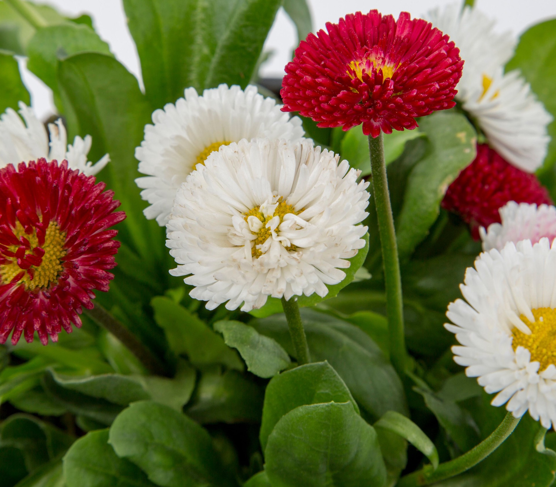 slide 2 of 2, Lowe's Multicolor English Daisy Plant in 2 -Quart Pot 1 -Pack, 1 ct