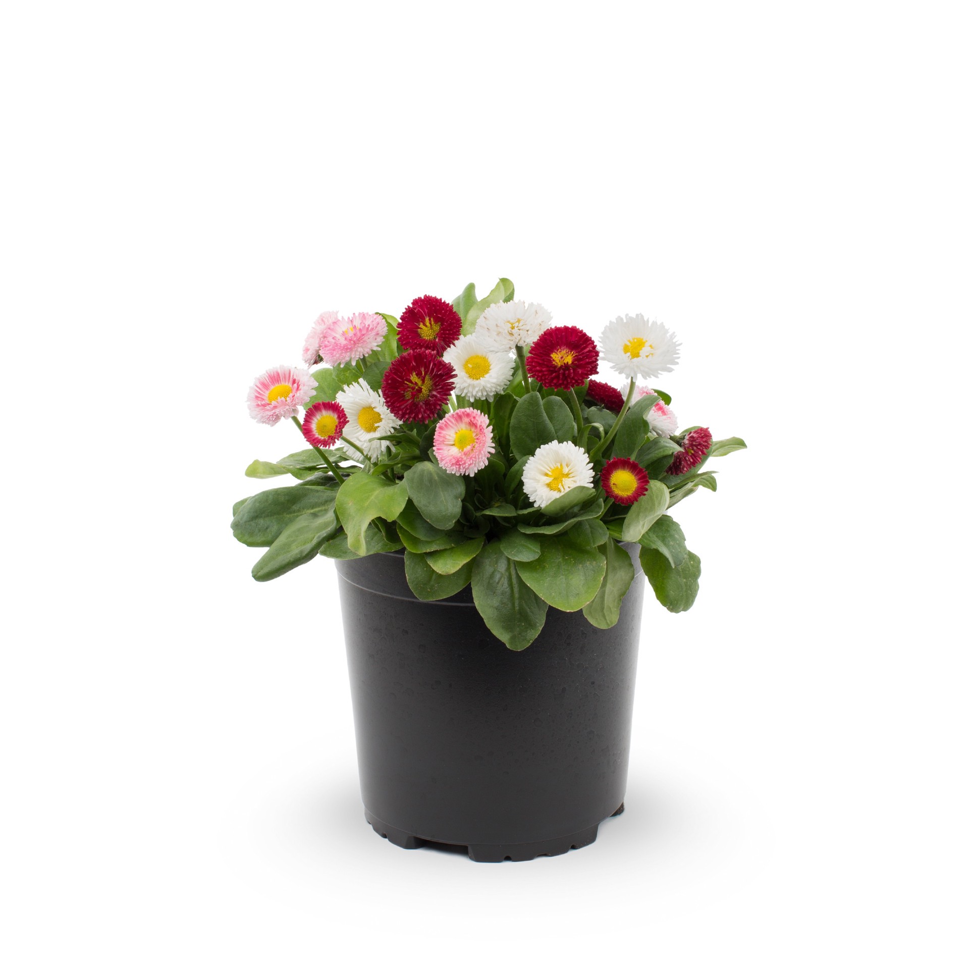slide 1 of 2, Lowe's Multicolor English Daisy Plant in 2 -Quart Pot 1 -Pack, 1 ct