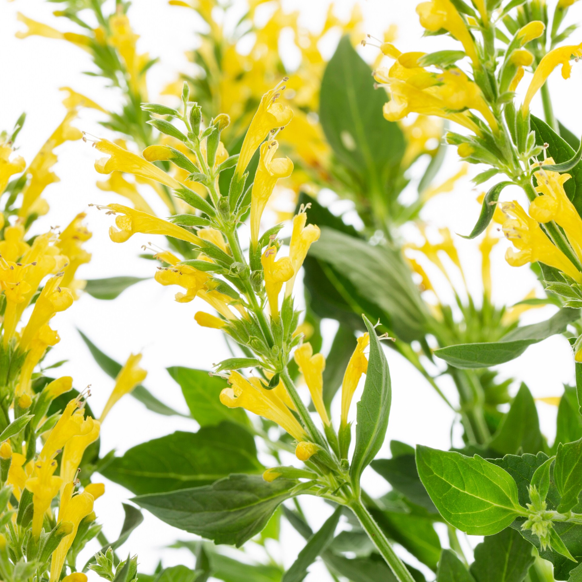 slide 2 of 2, Lowe's Multicolor Agastache Plant in 2 -Quart Pot 1 -Pack, 1 ct