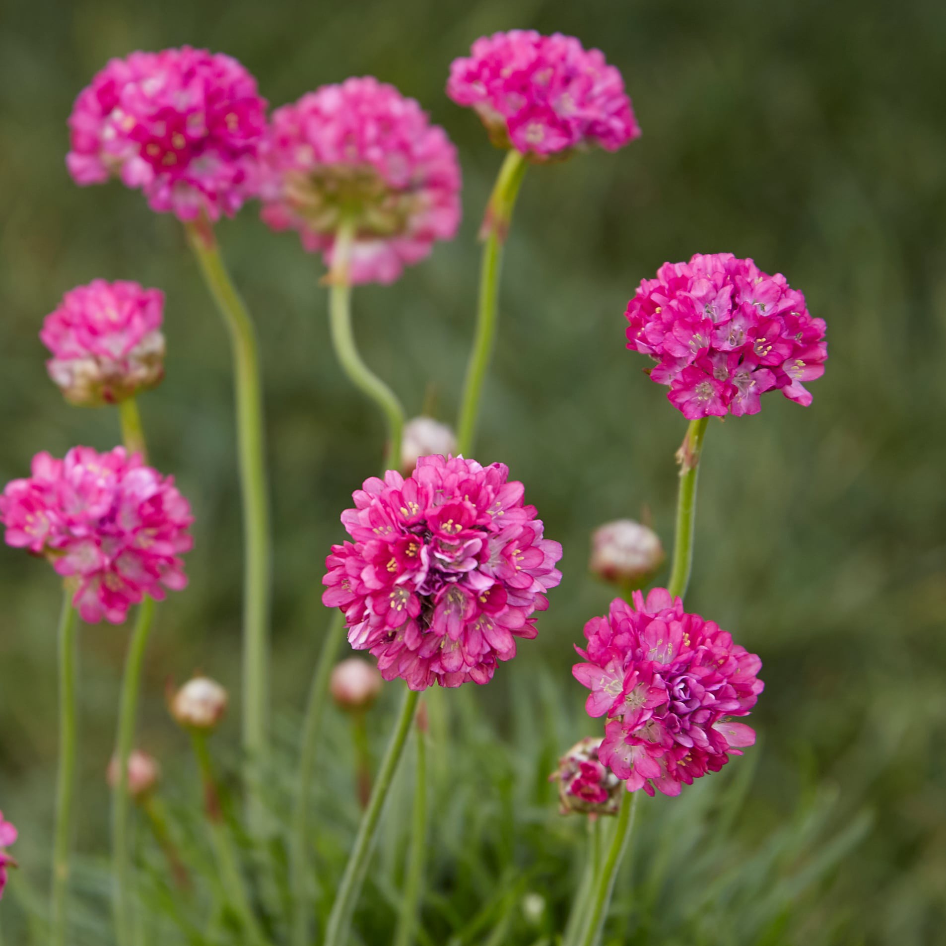 slide 2 of 2, Lowe's Pink Common Thrift Plant in 2.5-Quart Pot, 1 ct
