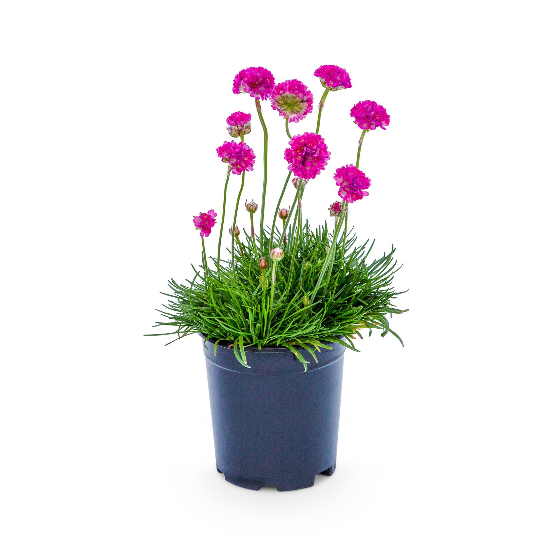 slide 1 of 2, Lowe's Pink Common Thrift Plant in 2.5-Quart Pot, 1 ct