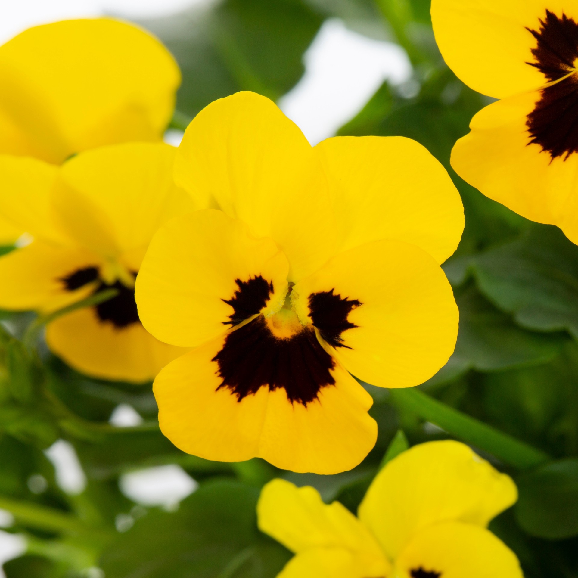 slide 2 of 4, Lowe's Multicolor Viola in 1-Pint Pot, 1 ct