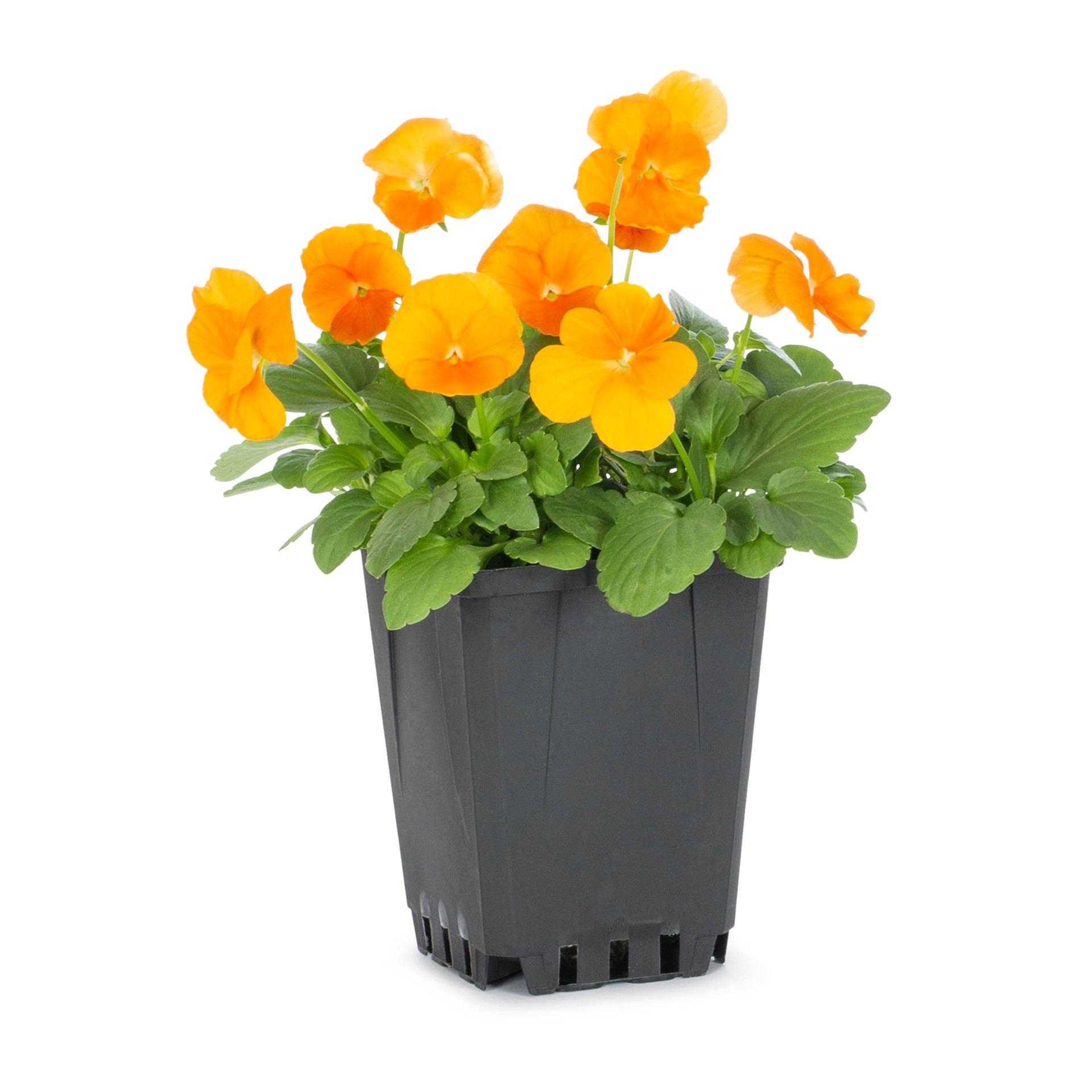 slide 3 of 4, Lowe's Multicolor Viola in 1-Pint Pot, 1 ct