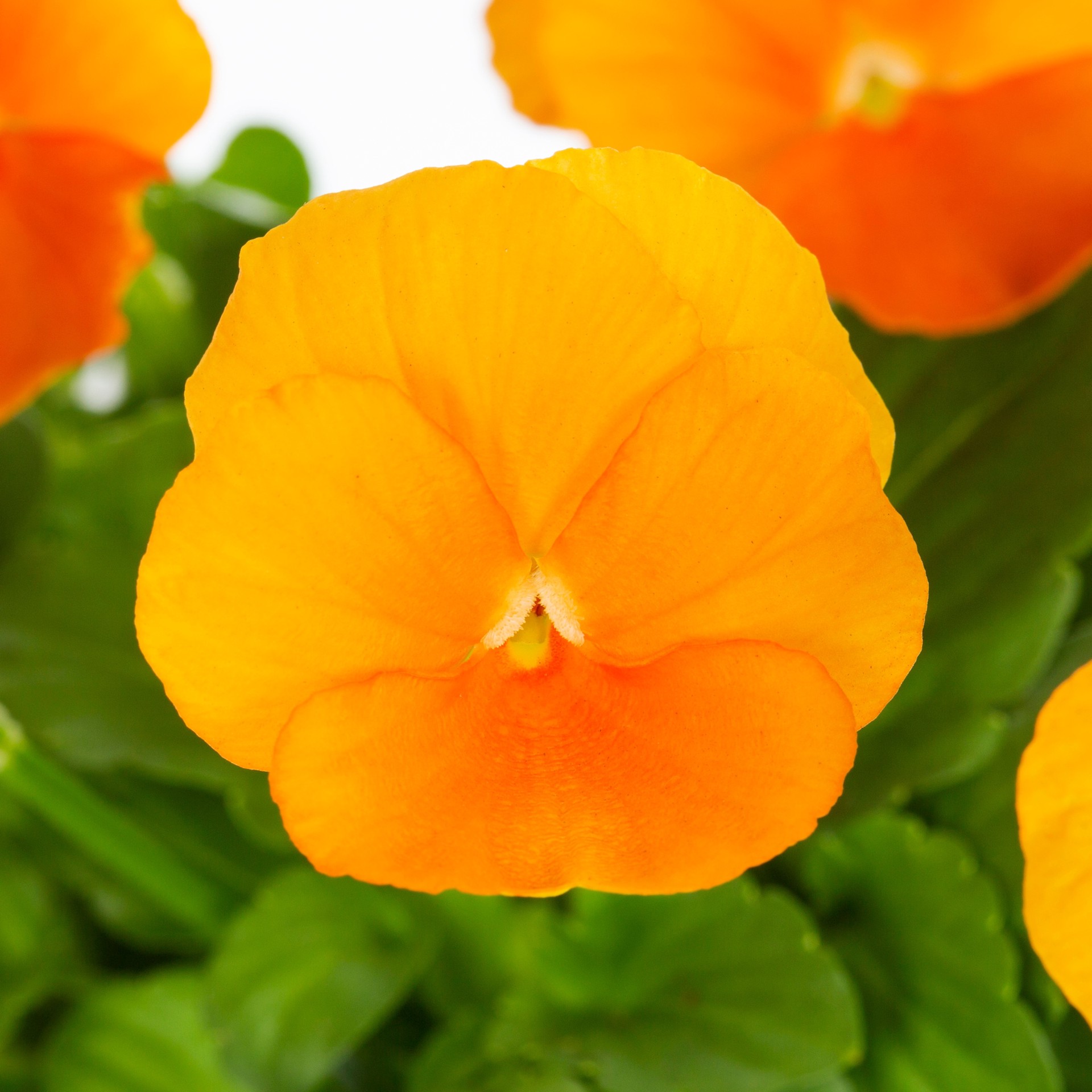 slide 4 of 4, Lowe's Multicolor Viola in 1-Pint Pot, 1 ct