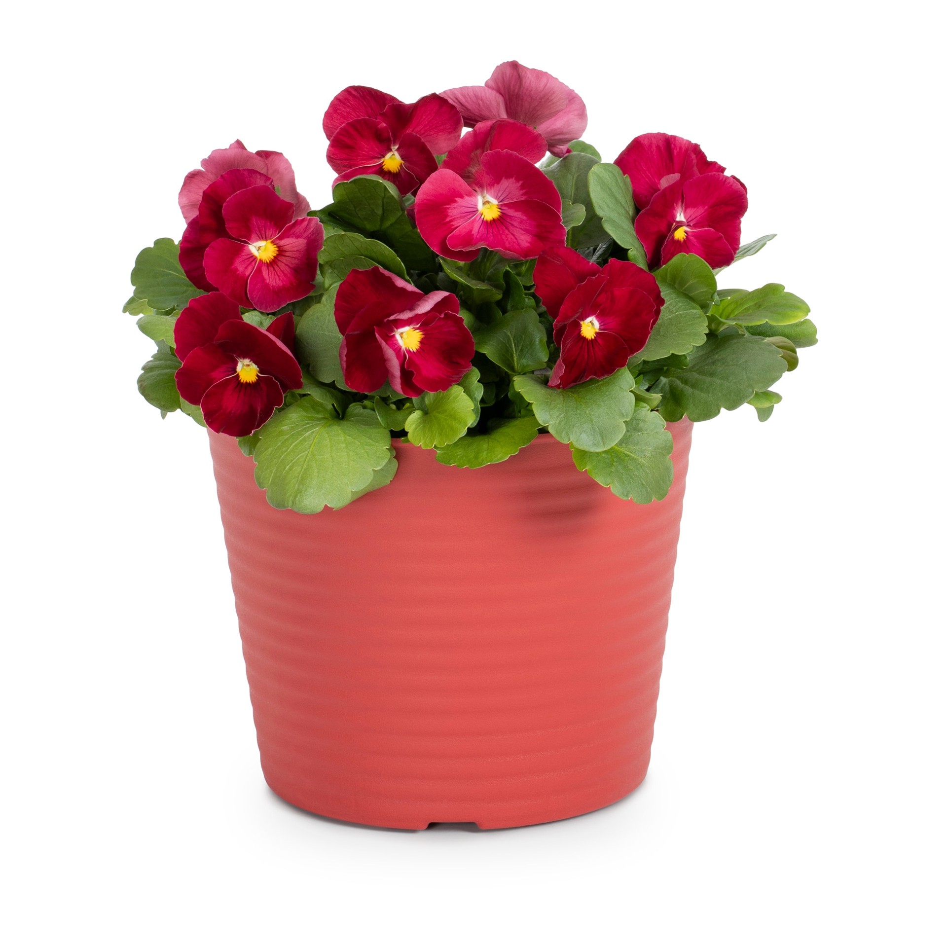 slide 3 of 6, Lowe's Multicolor Pansy in 3-Quart Planter, 1 ct