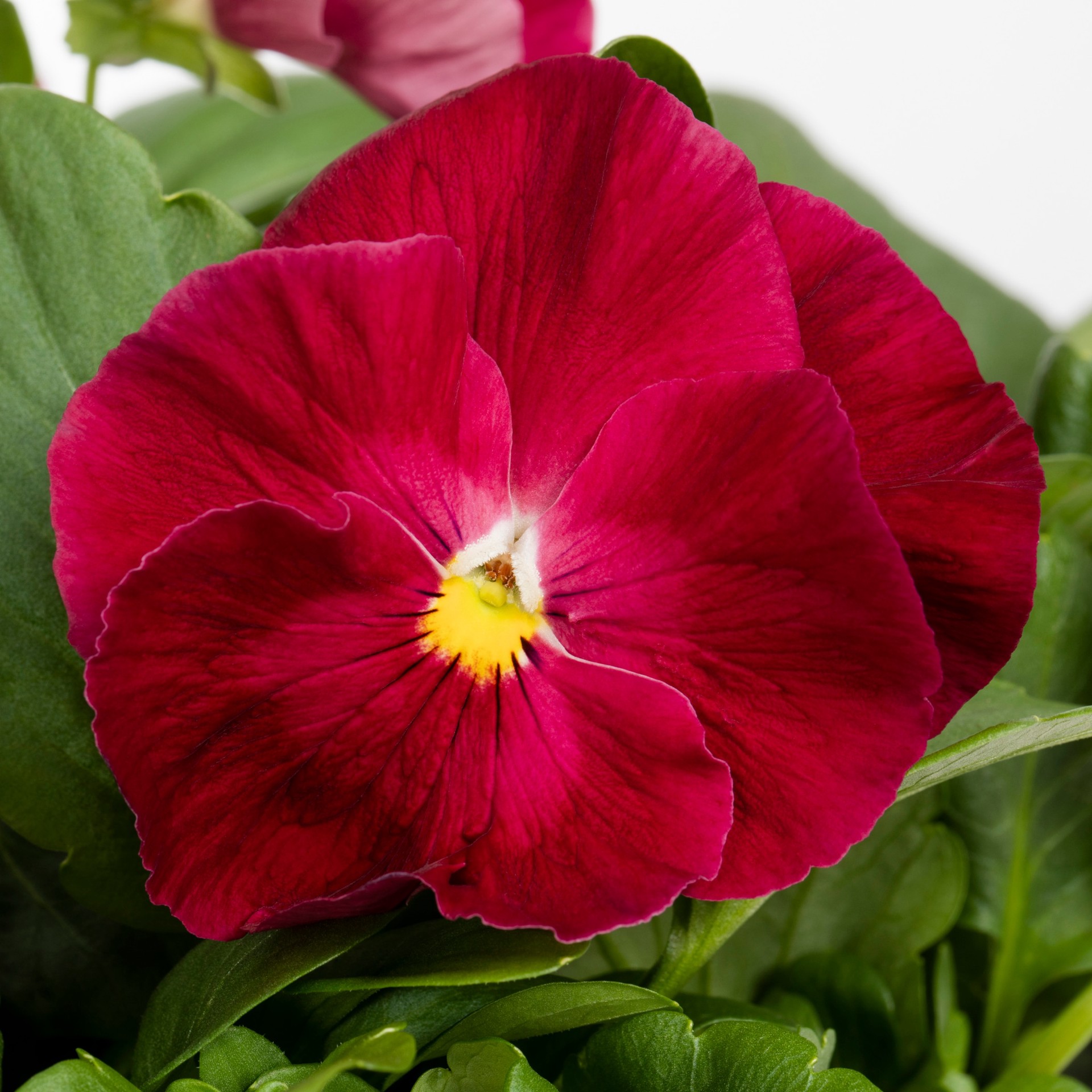 slide 4 of 6, Lowe's Multicolor Pansy in 3-Quart Planter, 1 ct