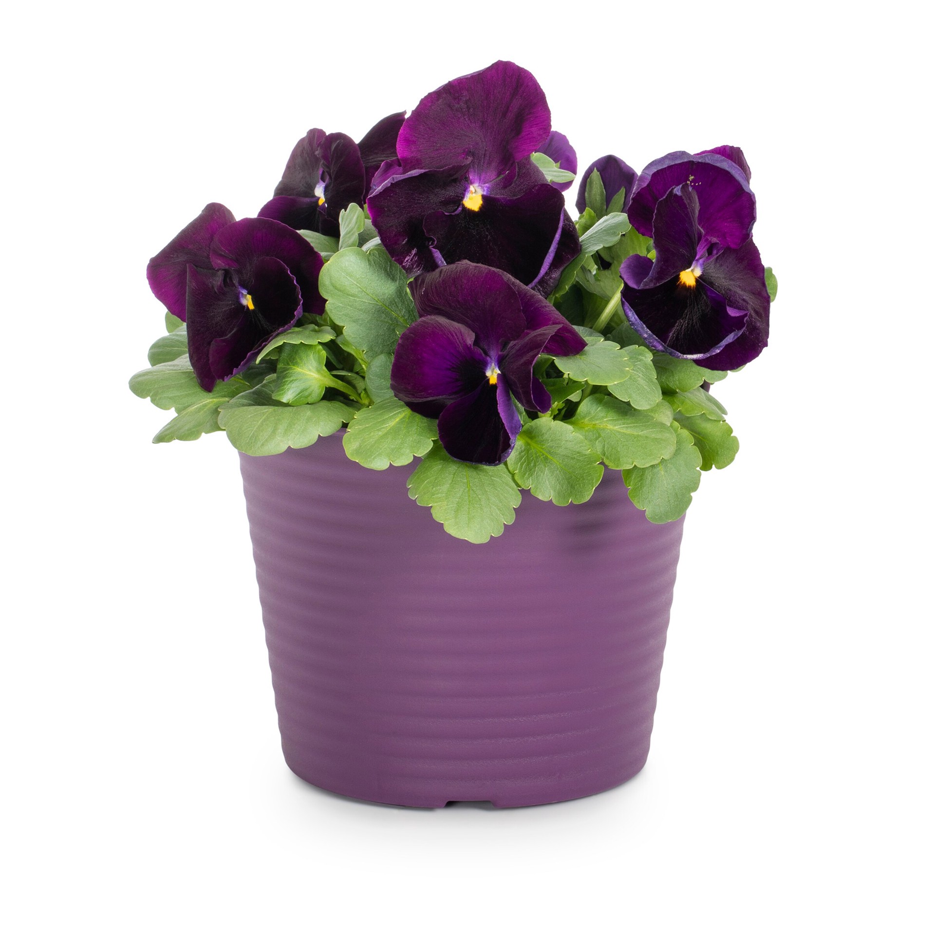 slide 5 of 6, Lowe's Multicolor Pansy in 3-Quart Planter, 1 ct