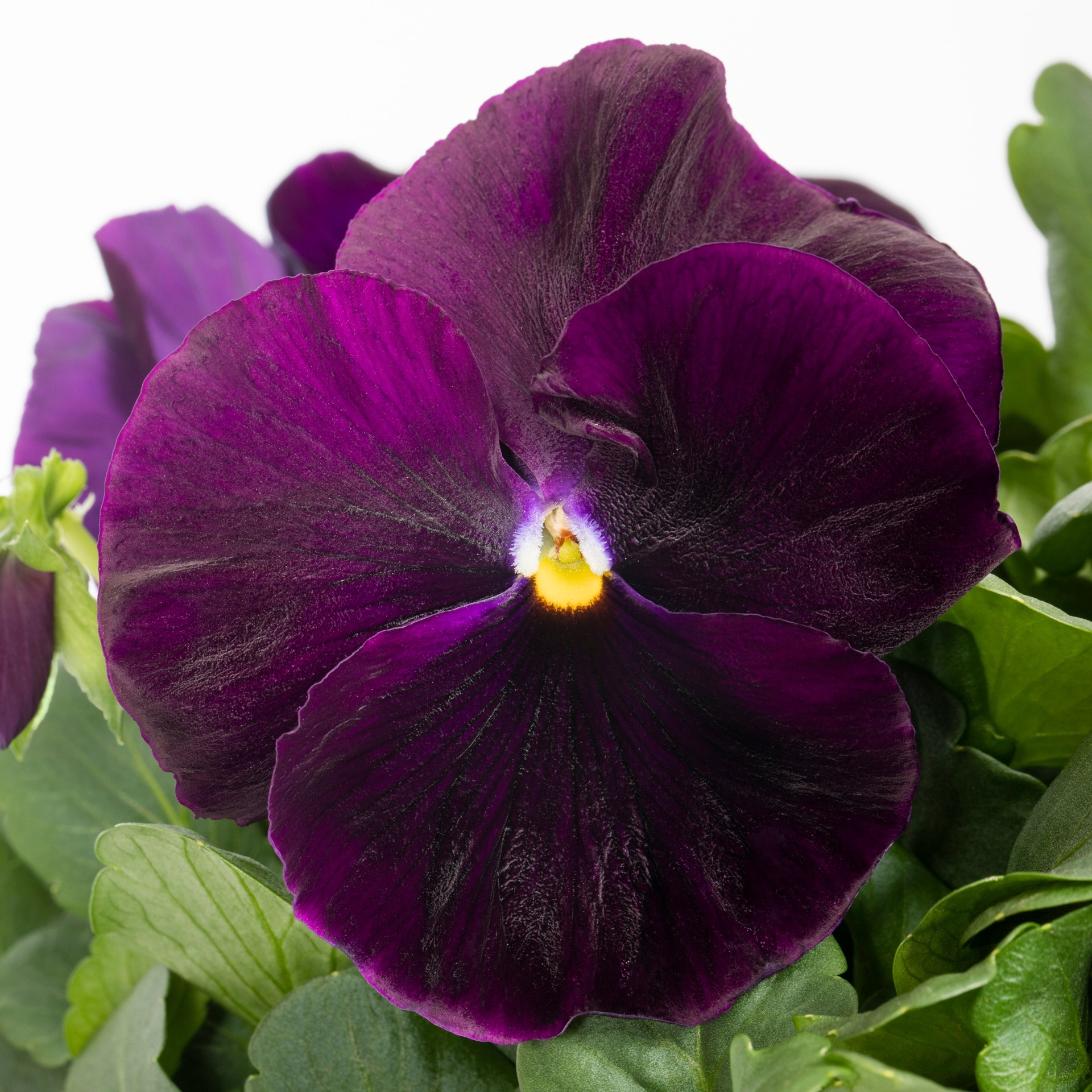 slide 6 of 6, Lowe's Multicolor Pansy in 3-Quart Planter, 1 ct