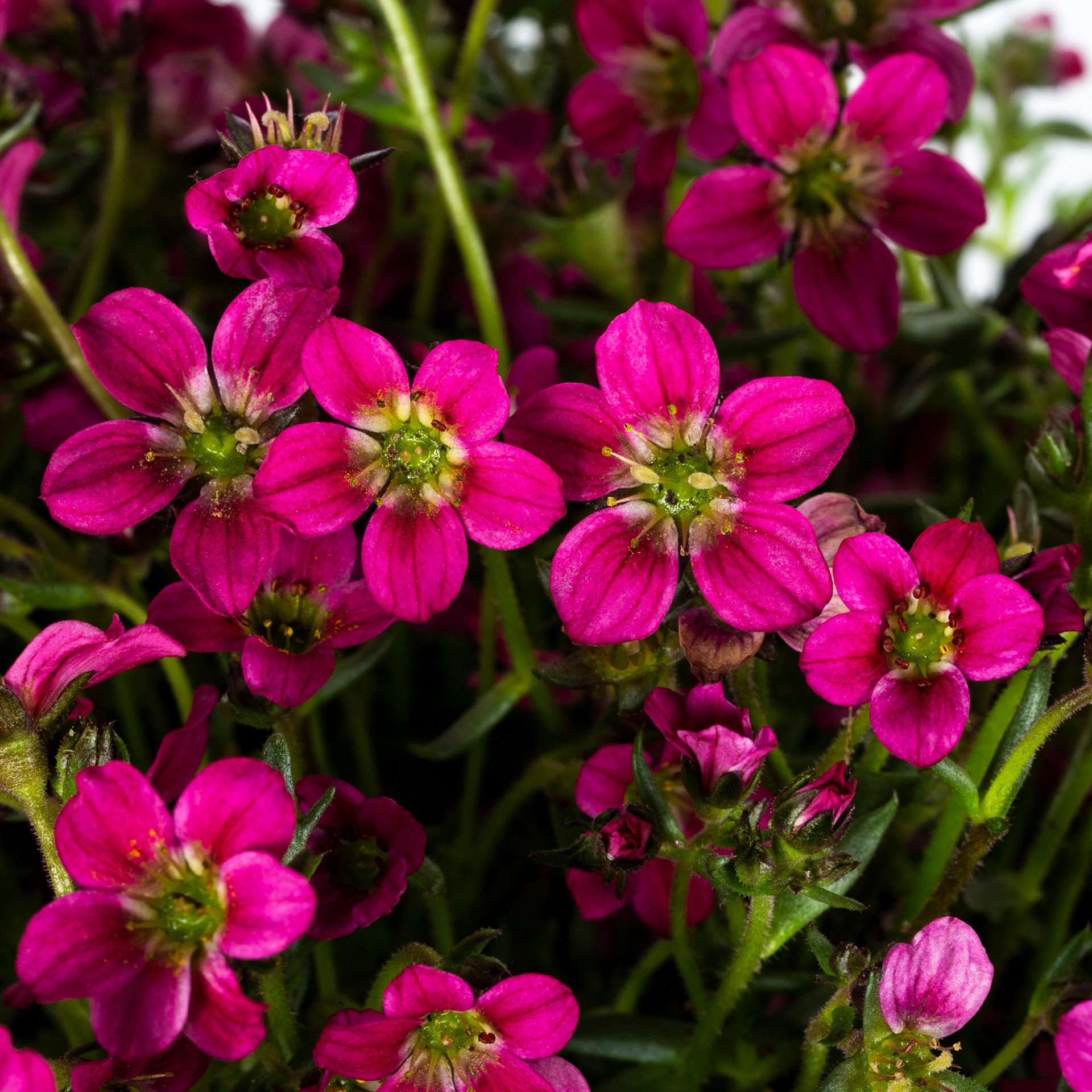 slide 2 of 2, Lowe's Multicolor Rockfoil Plant in 2 -Quart Pot 1.0 -Pack, 1 ct