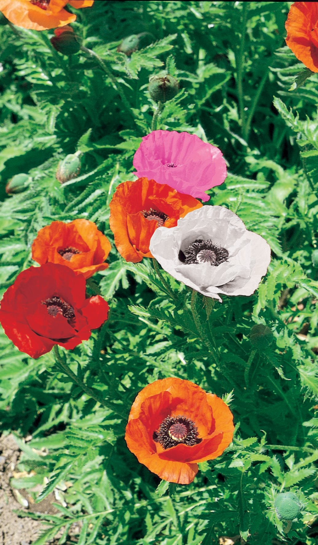 slide 2 of 4, Lowe's Multicolor Oriental Poppy Plant in 1.5 -Pint Pot 1.0 -Pack, 1 ct