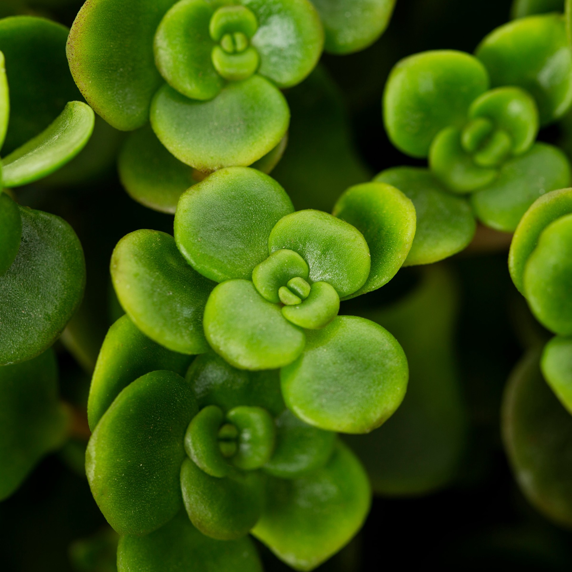slide 2 of 2, Lowe's Multicolor Sedum Flowering Shrub in 2.5-Quart Pot, 1 ct