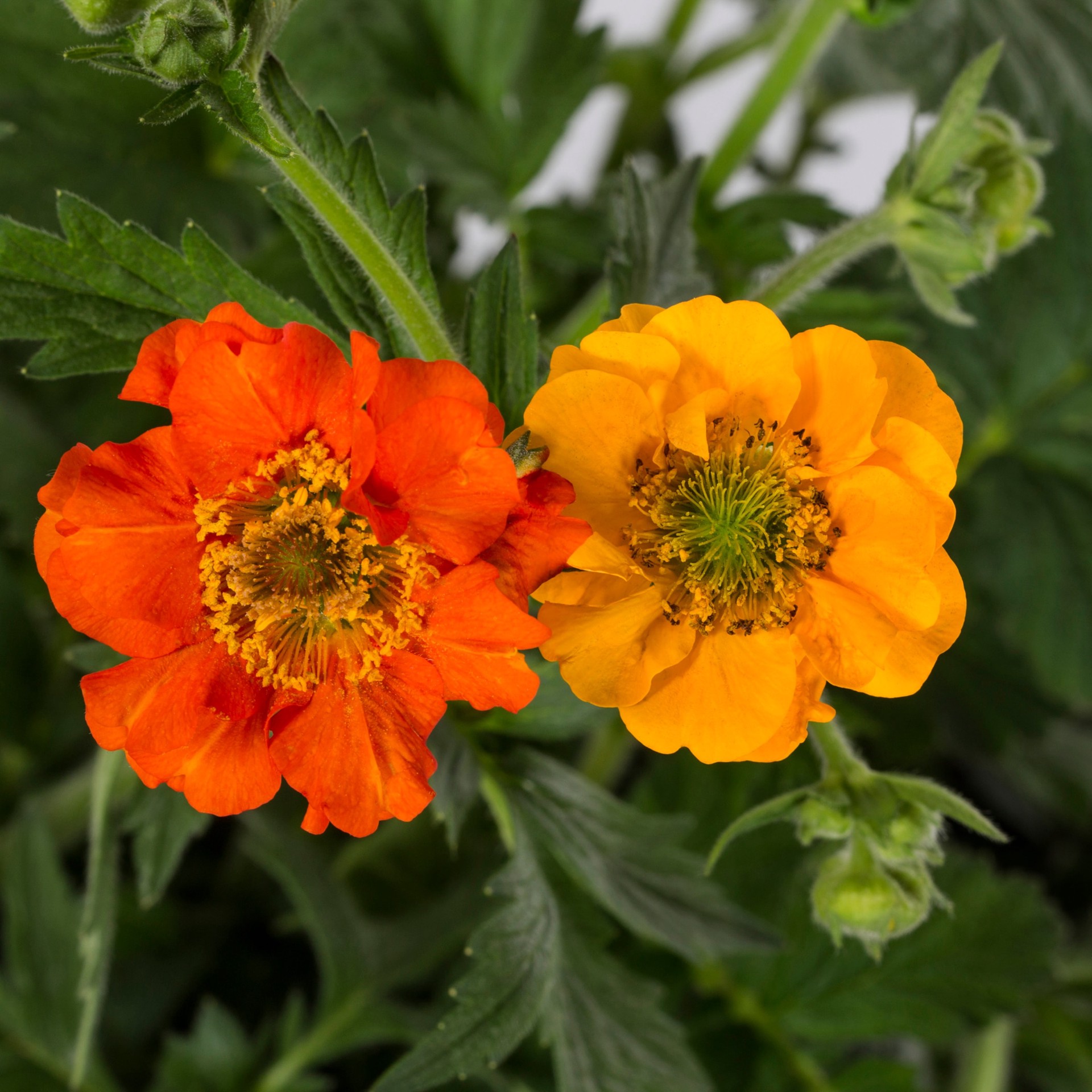 slide 2 of 2, Lowe's Multicolor Avens Plant in 2.5-Quart Pot, 1 ct