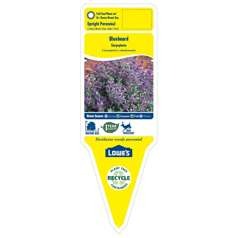 slide 2 of 3, Lowe's Multicolor Caryopteris Plant in 2.5-Quart Pot, 1 ct
