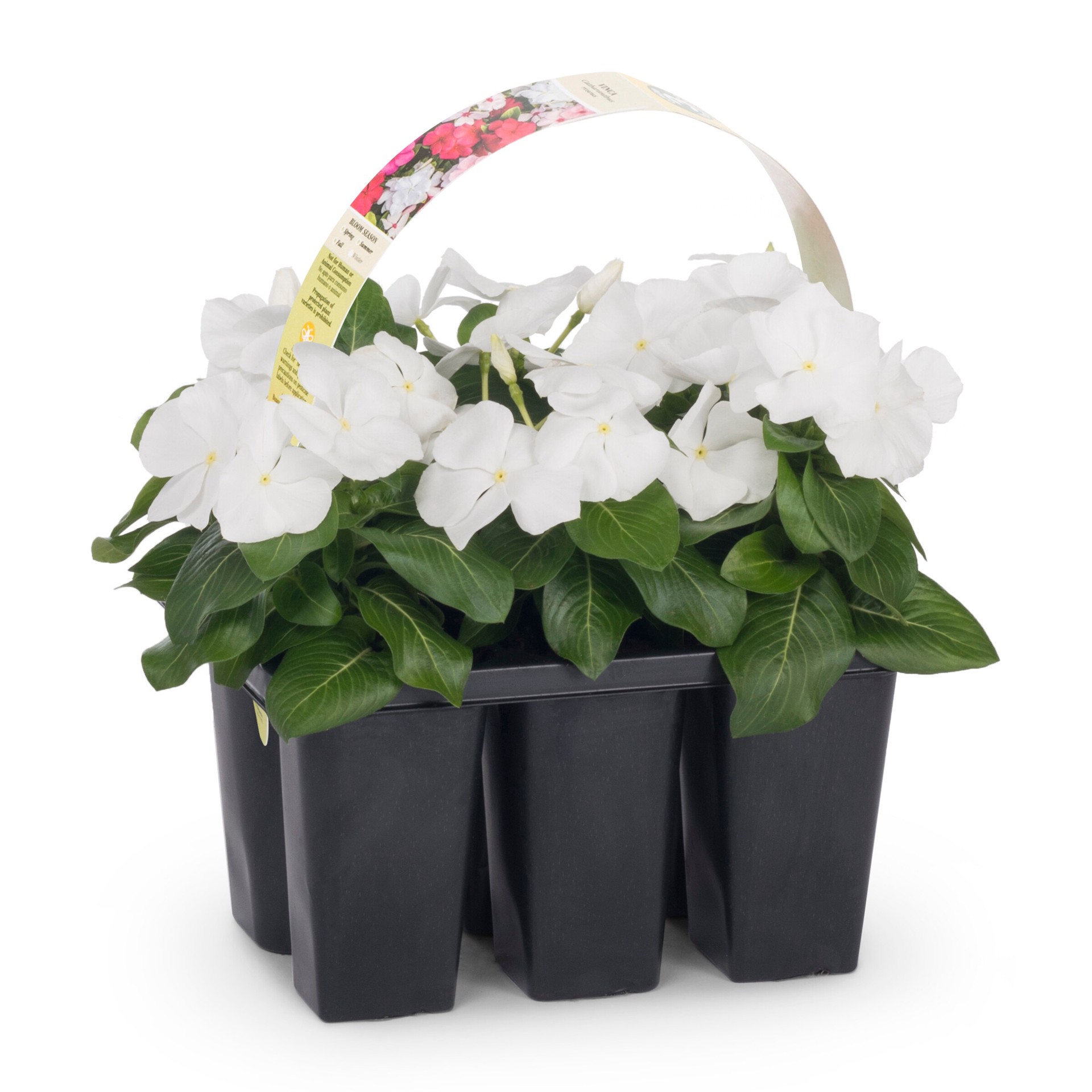 slide 2 of 6, Lowe's Multicolor Vinca in 6.0 -Pack Tray 1.0 -Pack, 1 ct