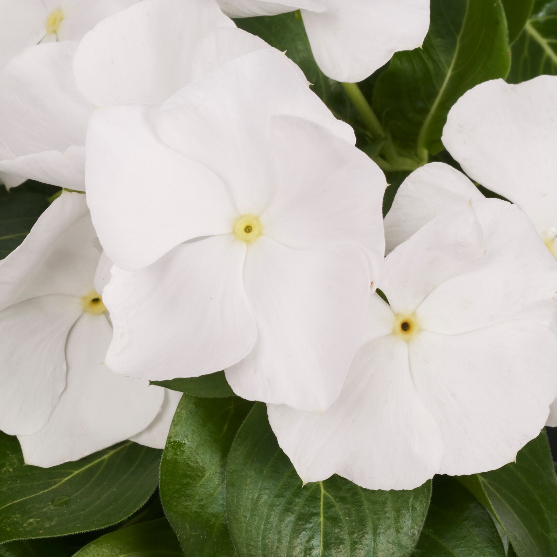 slide 3 of 6, Lowe's Multicolor Vinca in 6.0 -Pack Tray 1.0 -Pack, 1 ct