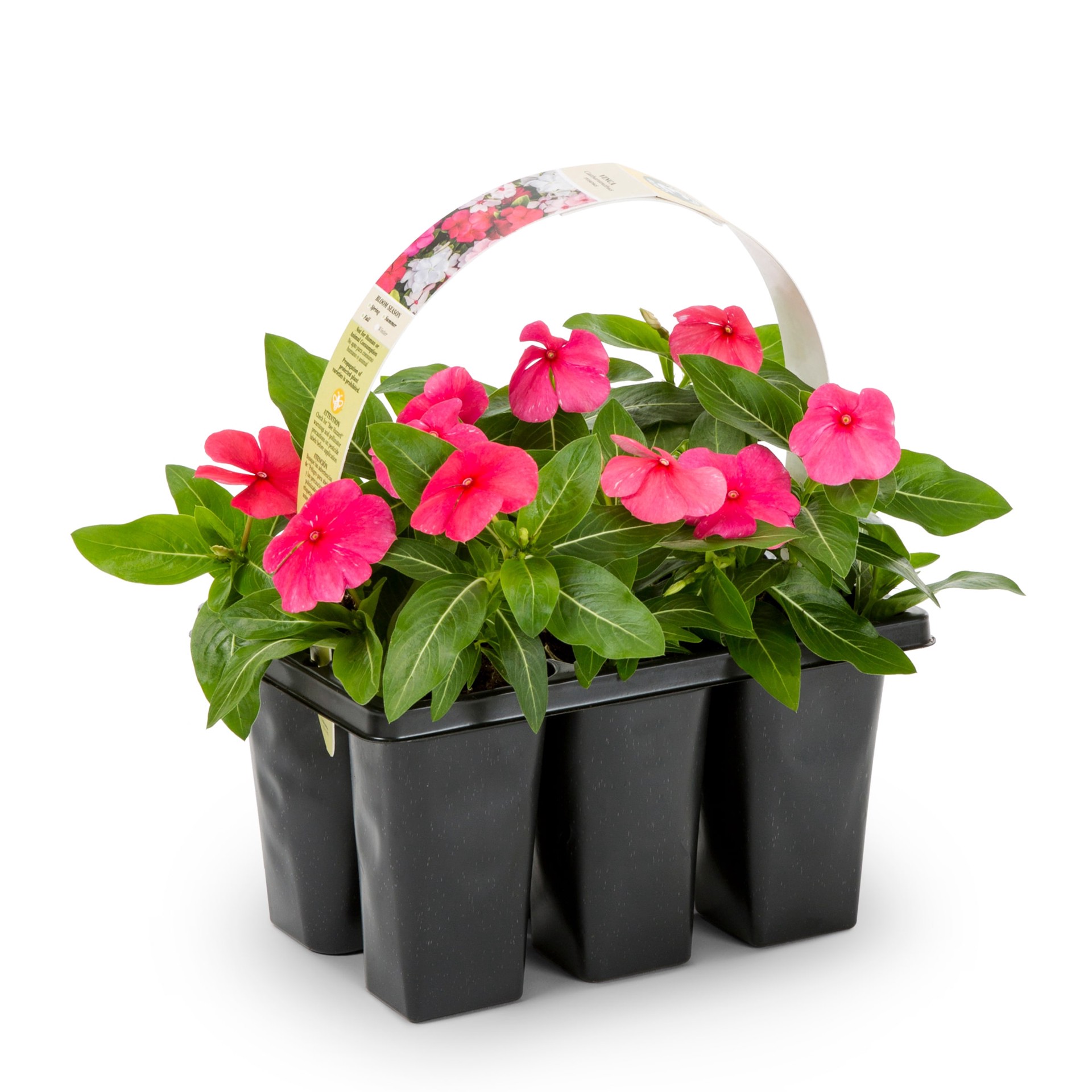 slide 1 of 6, Lowe's Multicolor Vinca in 6.0 -Pack Tray 1.0 -Pack, 1 ct