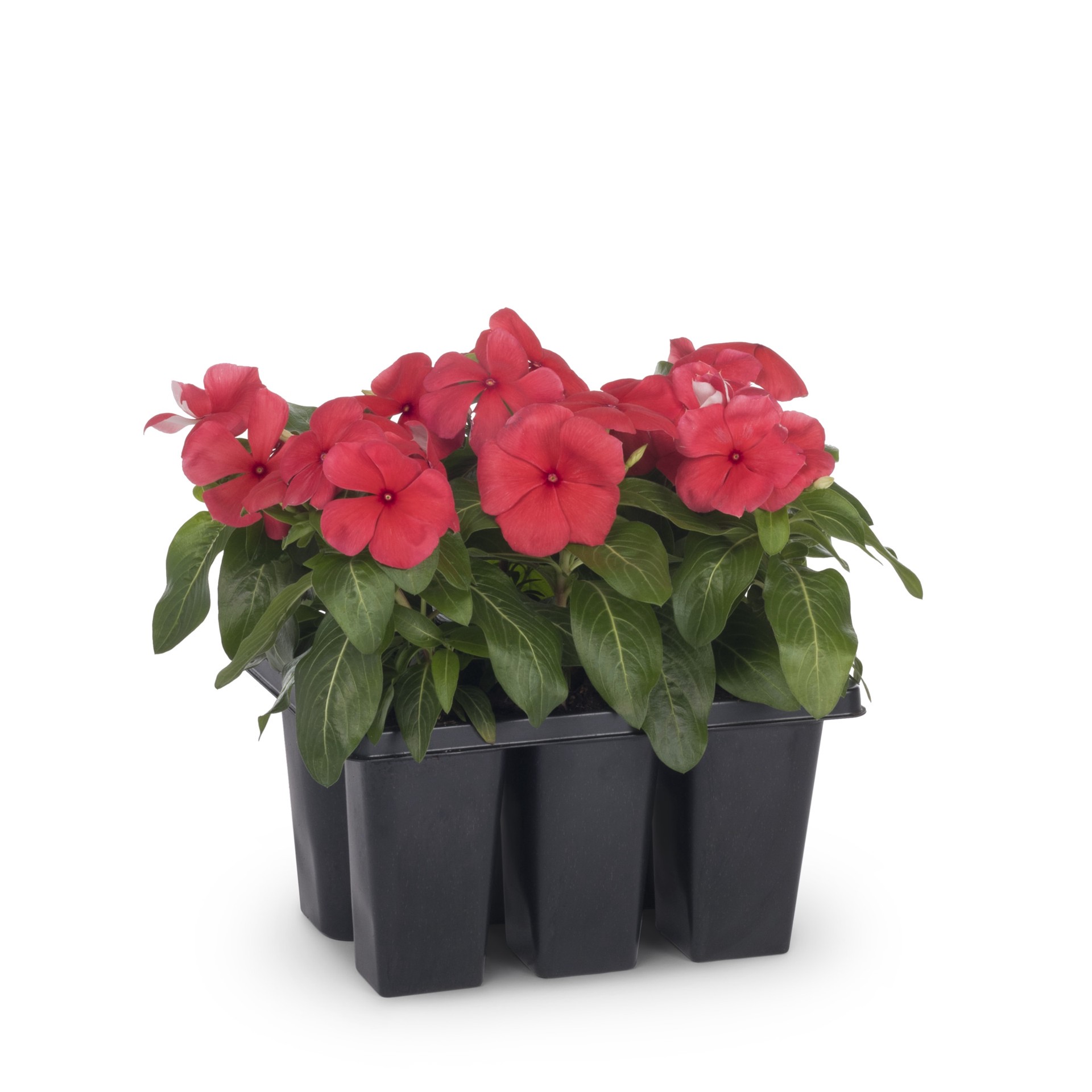 slide 4 of 6, Lowe's Multicolor Vinca in 6.0 -Pack Tray 1.0 -Pack, 1 ct