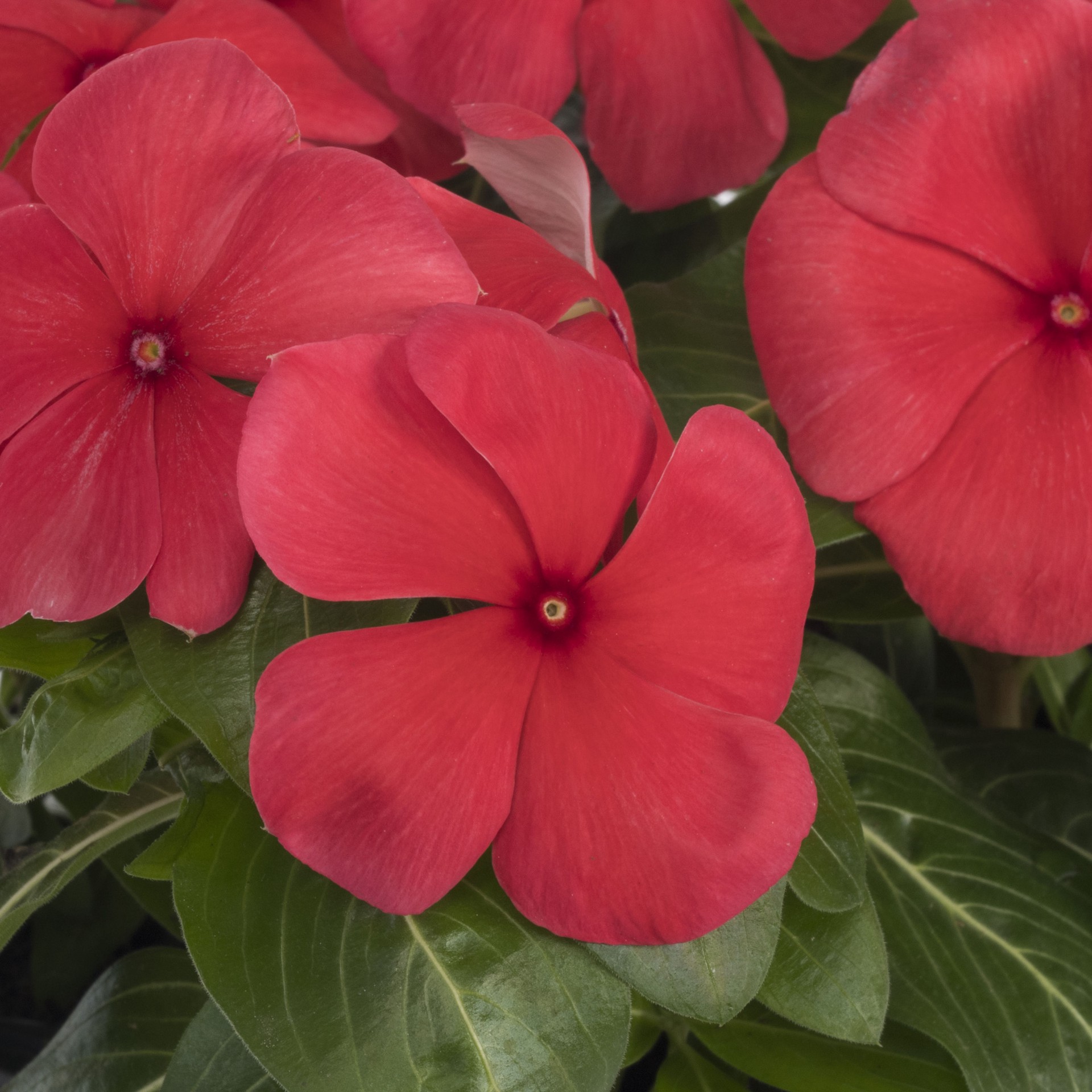 slide 5 of 6, Lowe's Multicolor Vinca in 6.0 -Pack Tray 1.0 -Pack, 1 ct