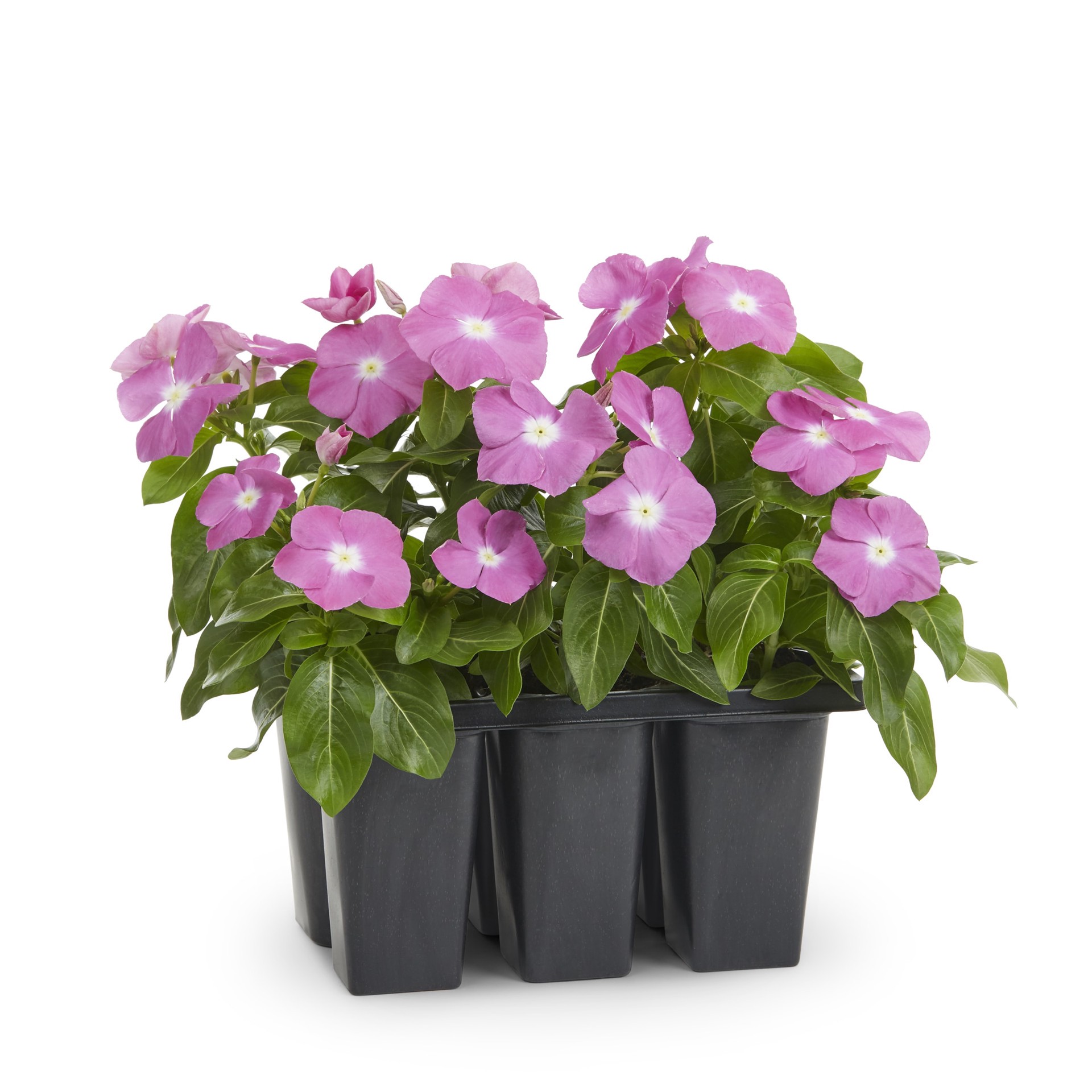 slide 6 of 6, Lowe's Multicolor Vinca in 6.0 -Pack Tray 1.0 -Pack, 1 ct