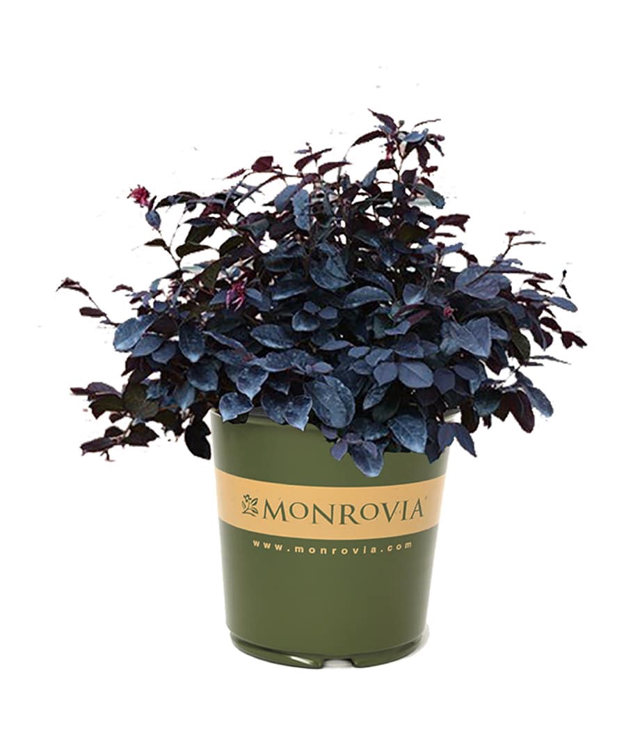 slide 1 of 1, Monrovia Loropetalum Glow Horizon#174 Flowering Shrub in 1 -Gallon Pot with Red Blooms, 1 ct