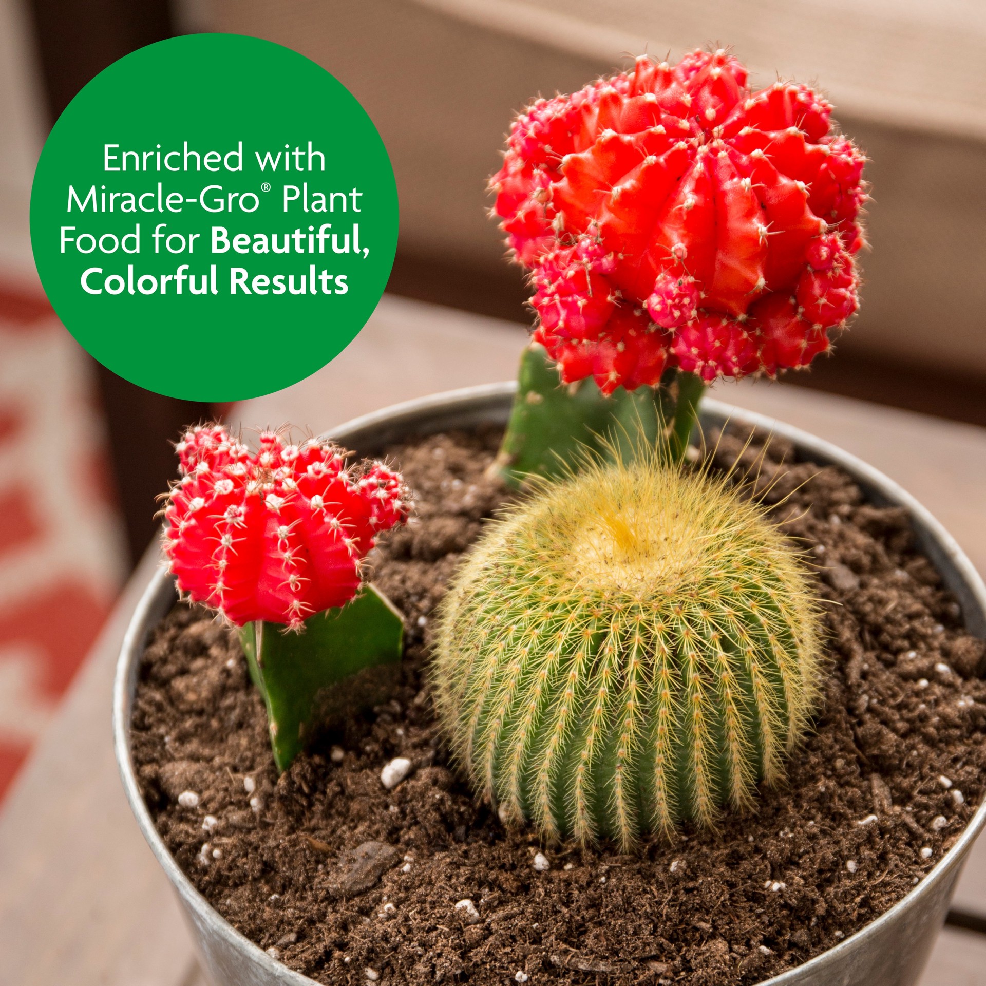 slide 6 of 6, Miracle-Gro Cactus, Palm Citrus 8 Quart(s) Cactus soil Potting soil mix, 1 ct
