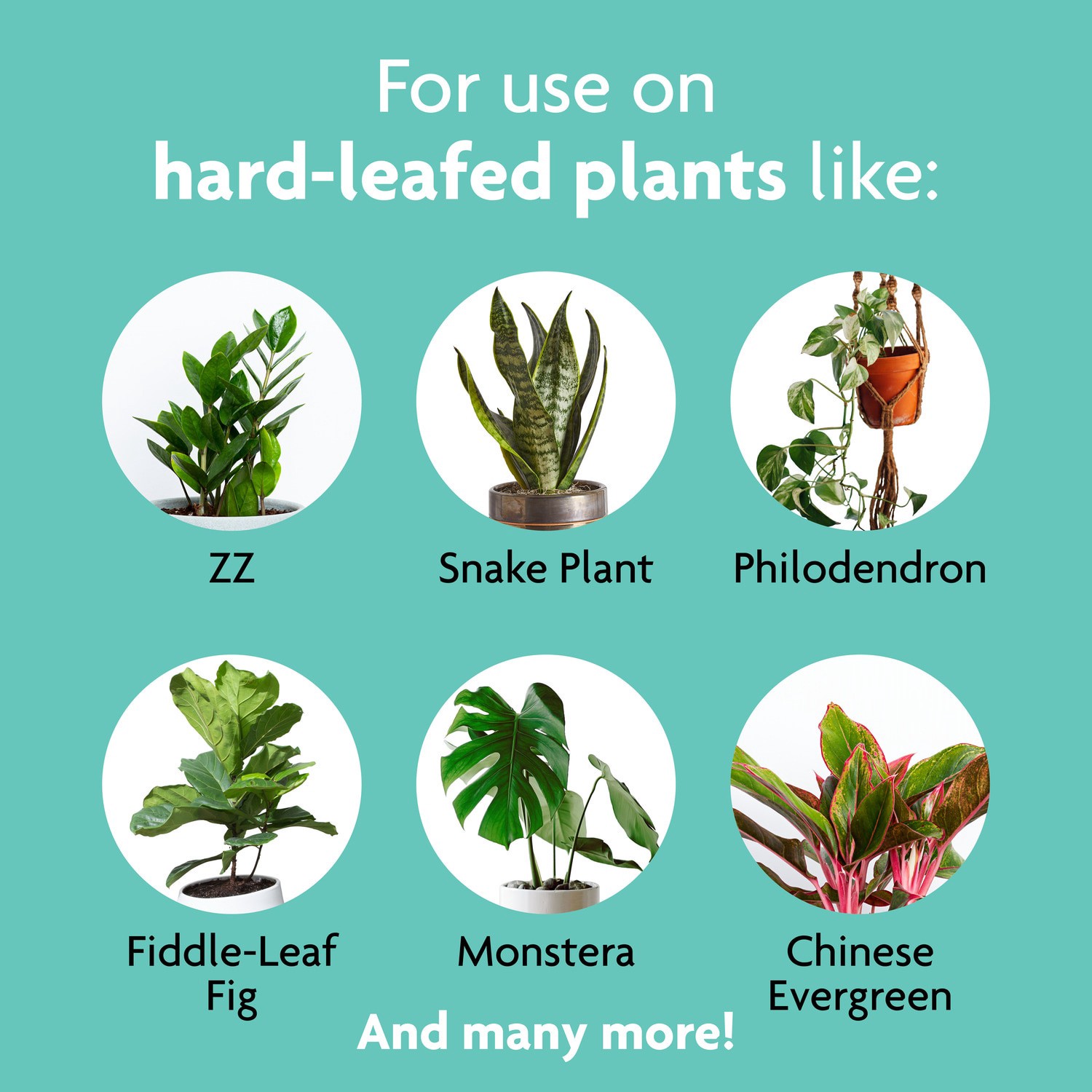 slide 2 of 6, Miracle-Gro 8-fl oz Leaf Shine, 1 ct