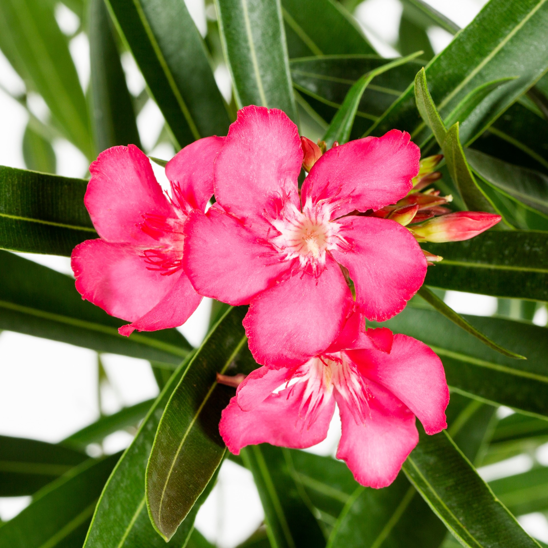 slide 2 of 4, Lowe's 3.58 -Gallon Multicolor Flowering Oleander (Tree Form) In pot (with soil), 1 ct