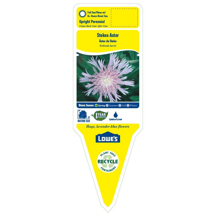 slide 2 of 3, Lowe's Purple Stokes Aster Plant in 1.5 -Gallon Pot, 1 ct