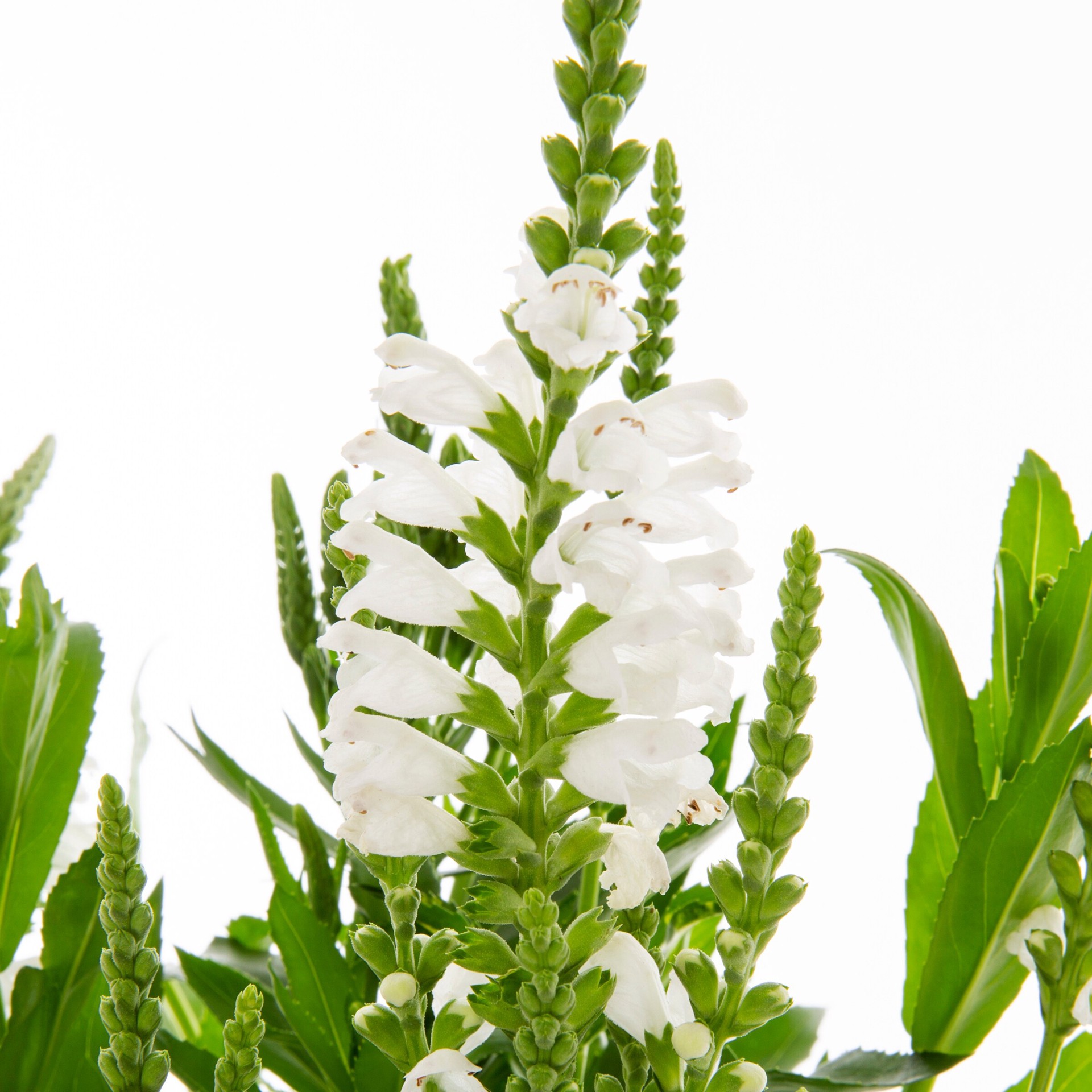 slide 2 of 2, Lowe's White Obedient Plant Plant in 2 -Quart Pot 1.0 -Pack, 1 ct