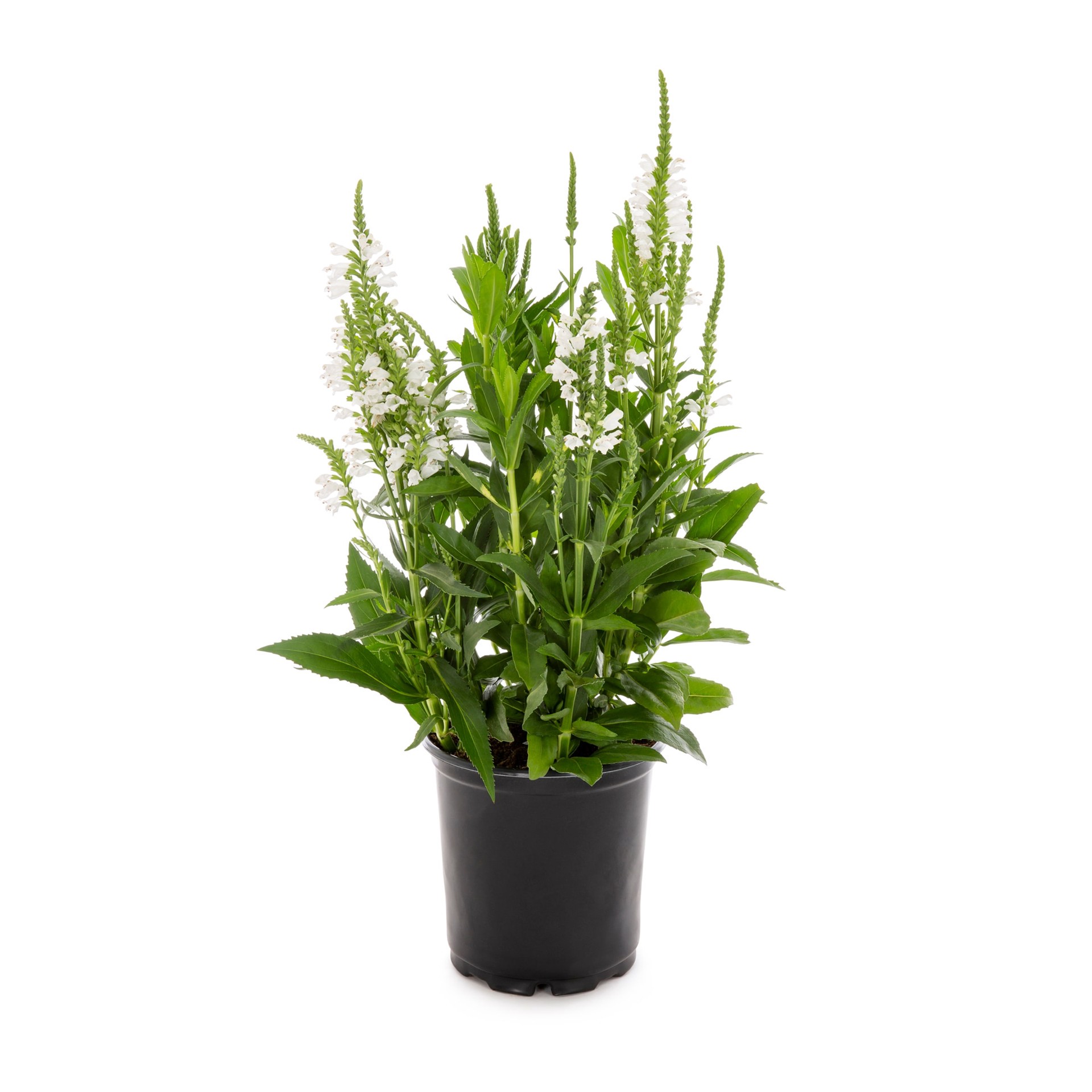 slide 1 of 2, Lowe's White Obedient Plant Plant in 2 -Quart Pot 1.0 -Pack, 1 ct