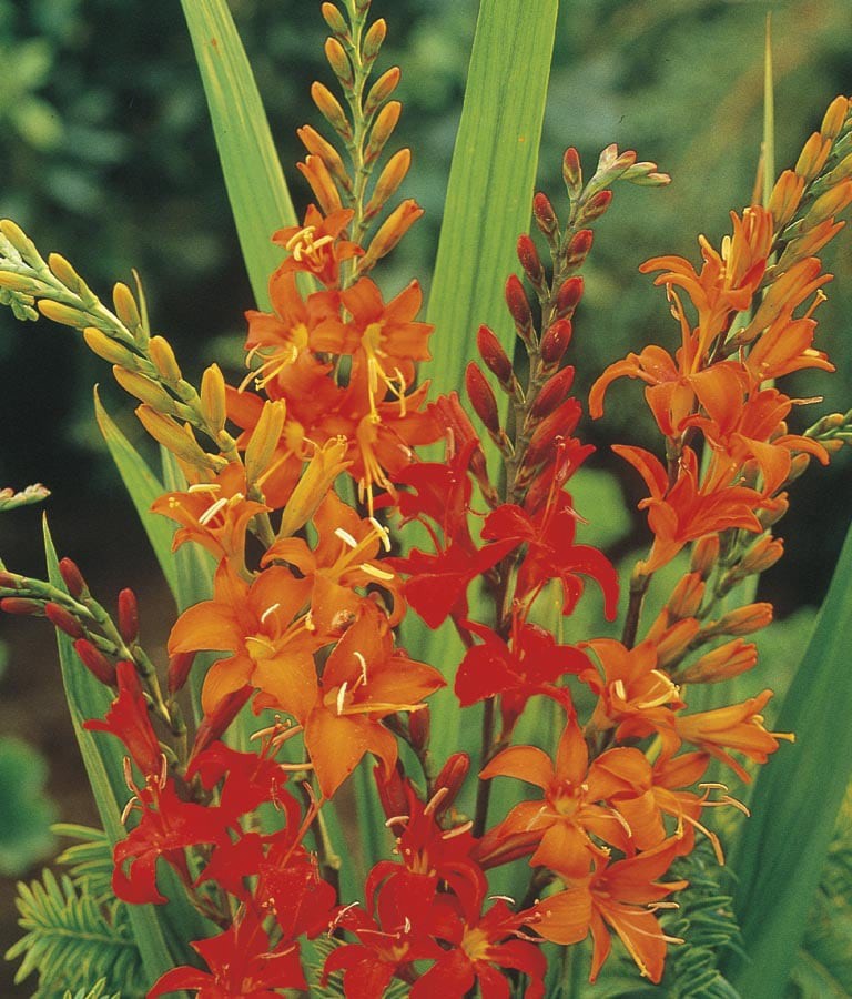 slide 1 of 3, Lowe's Multicolor Crocosmia Plant in 1.5 -Gallon Pot, 1 ct