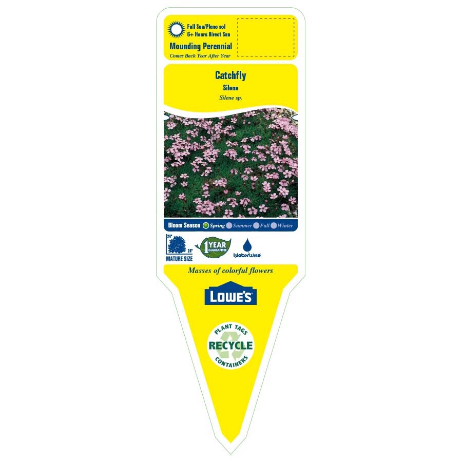 slide 2 of 3, Lowe's Multicolor Catchfly Plant in 2 -Quart Pot, 1 ct