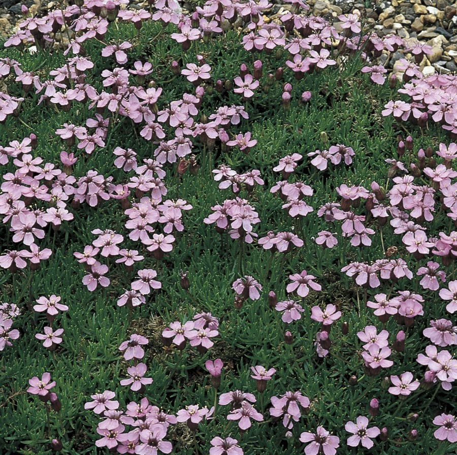 slide 1 of 3, Lowe's Multicolor Catchfly Plant in 2 -Quart Pot, 1 ct