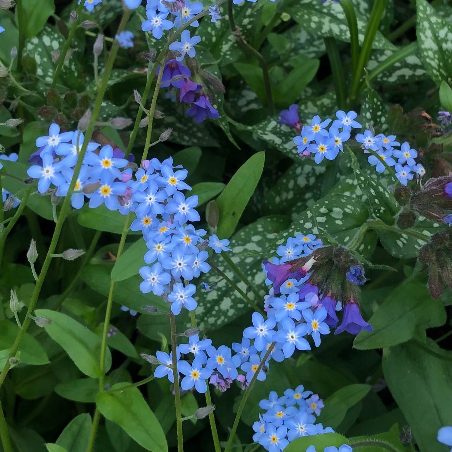 slide 2 of 2, Lowe's Multicolor Forget-Me-Not Plant in 2.5 -Quart Pot 1 -Pack, 1 ct