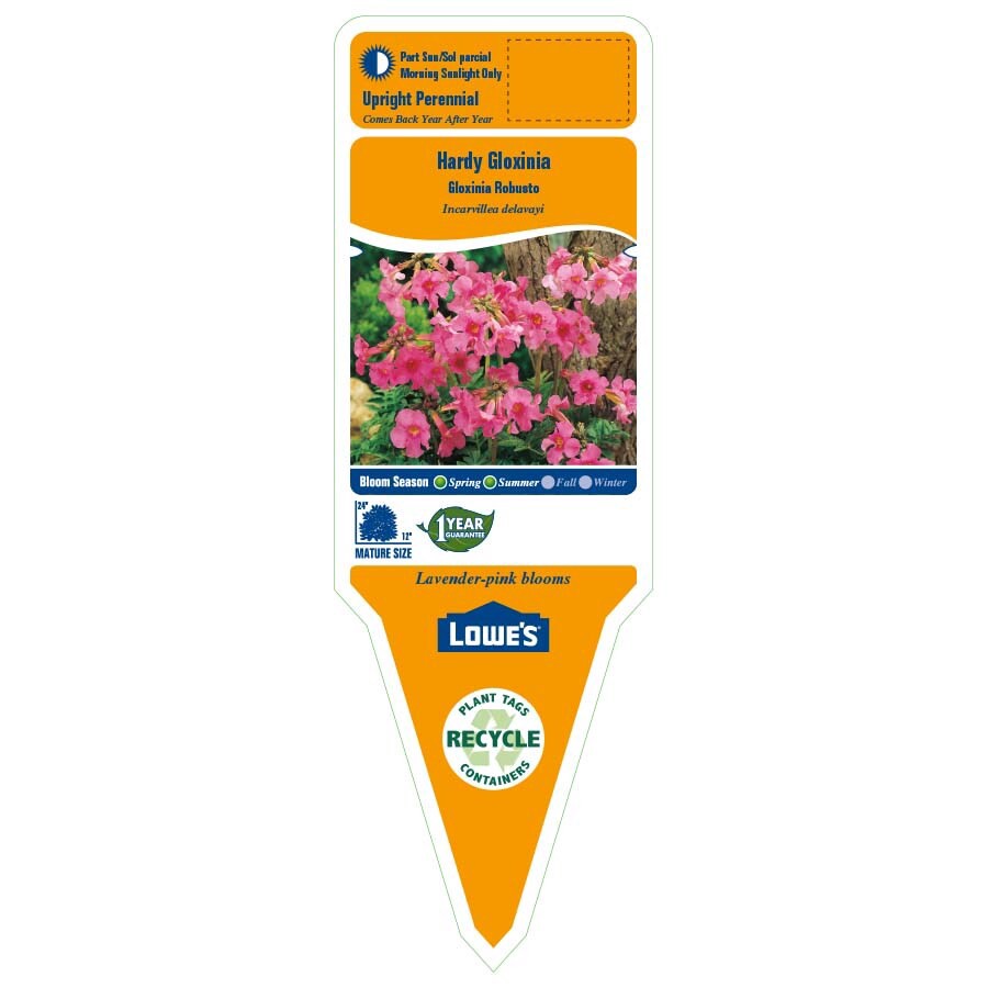 slide 2 of 3, Lowe's Multicolor Hardy Gloxinia Plant in 2 -Quart Pot 1.0 -Pack, 1 ct