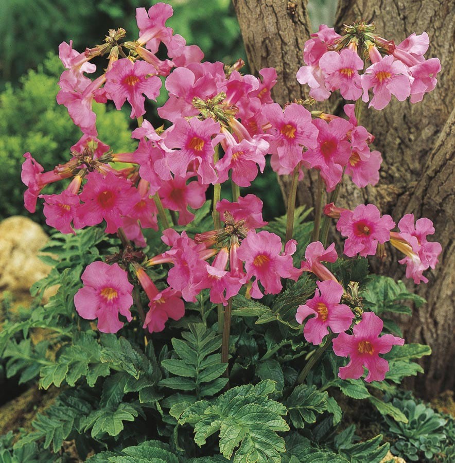 slide 1 of 3, Lowe's Multicolor Hardy Gloxinia Plant in 2 -Quart Pot 1.0 -Pack, 1 ct