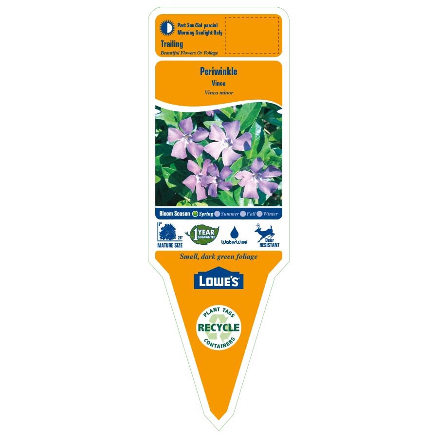 slide 2 of 3, Lowe's Purple Periwinkle Plant in 2 -Quart Pot, 1 ct