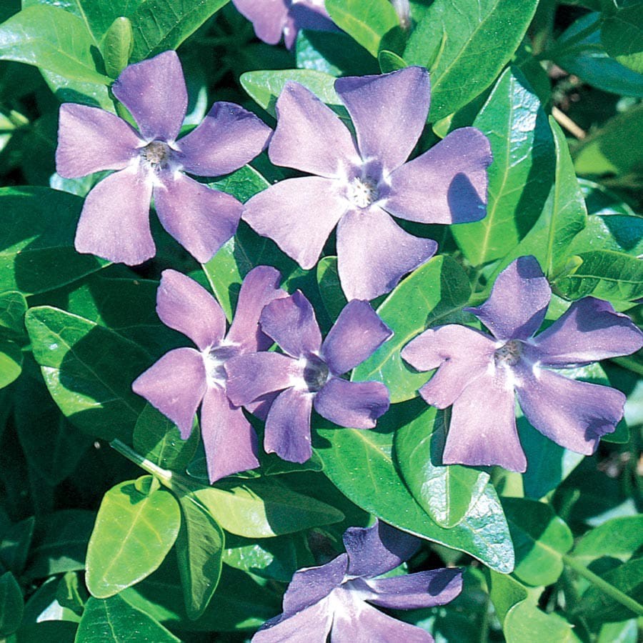 slide 1 of 3, Lowe's Purple Periwinkle Plant in 2 -Quart Pot, 1 ct