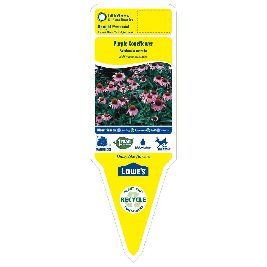 slide 2 of 3, Lowe's Purple Purple Coneflower Plant in 3.12 -Gallon Planter, 1 ct