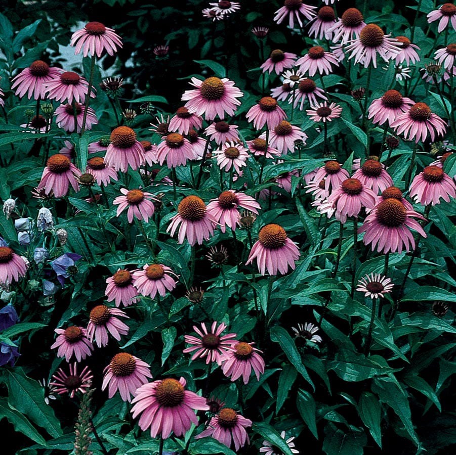slide 1 of 3, Lowe's Purple Purple Coneflower Plant in 3.12 -Gallon Planter, 1 ct
