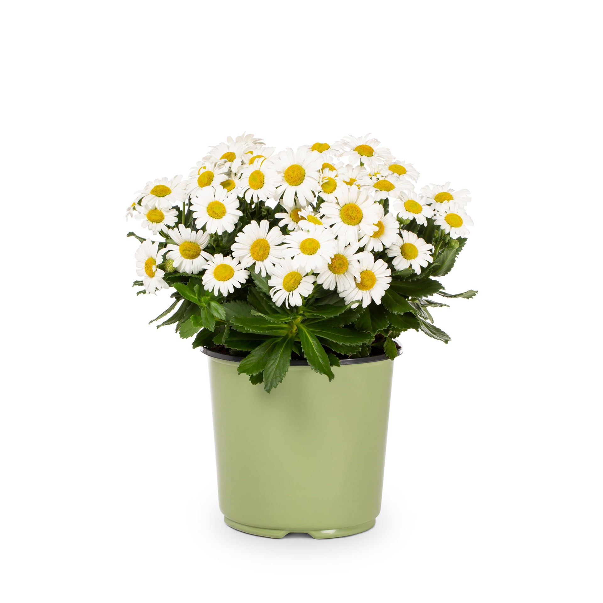 slide 1 of 2, Lowe's White Montauk Daisy Plant in 1.50 -Gallon Pot 1.0 -Pack, 1 ct