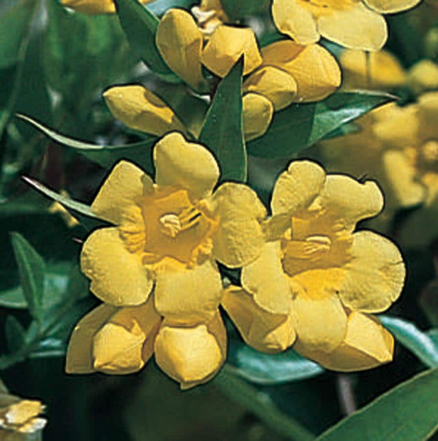 slide 2 of 4, Lowe's 3.58 -Gallon Pot Carolina Jessamine L7472, 1 ct