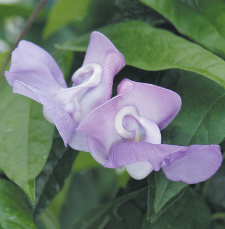 slide 1 of 1, Lowe's Snail Vine L4093, 1 ct