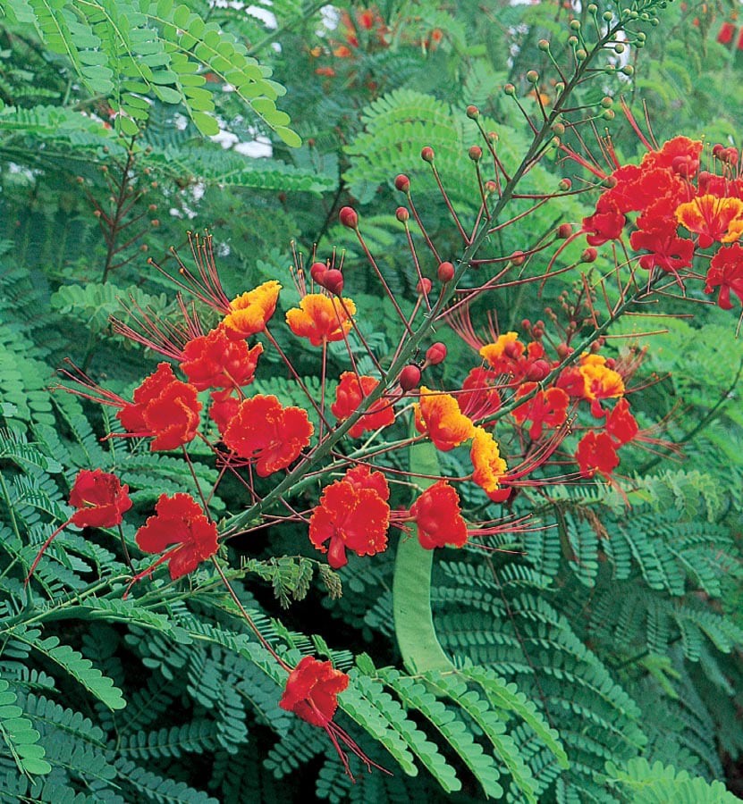 slide 1 of 1, Lowe's Bicolor Red Bird of Paradise Plant in, 1 ct