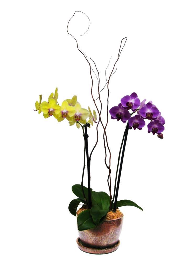 slide 1 of 1, Better-Gro Mixed Phalaenopsis House plant in, 1 ct