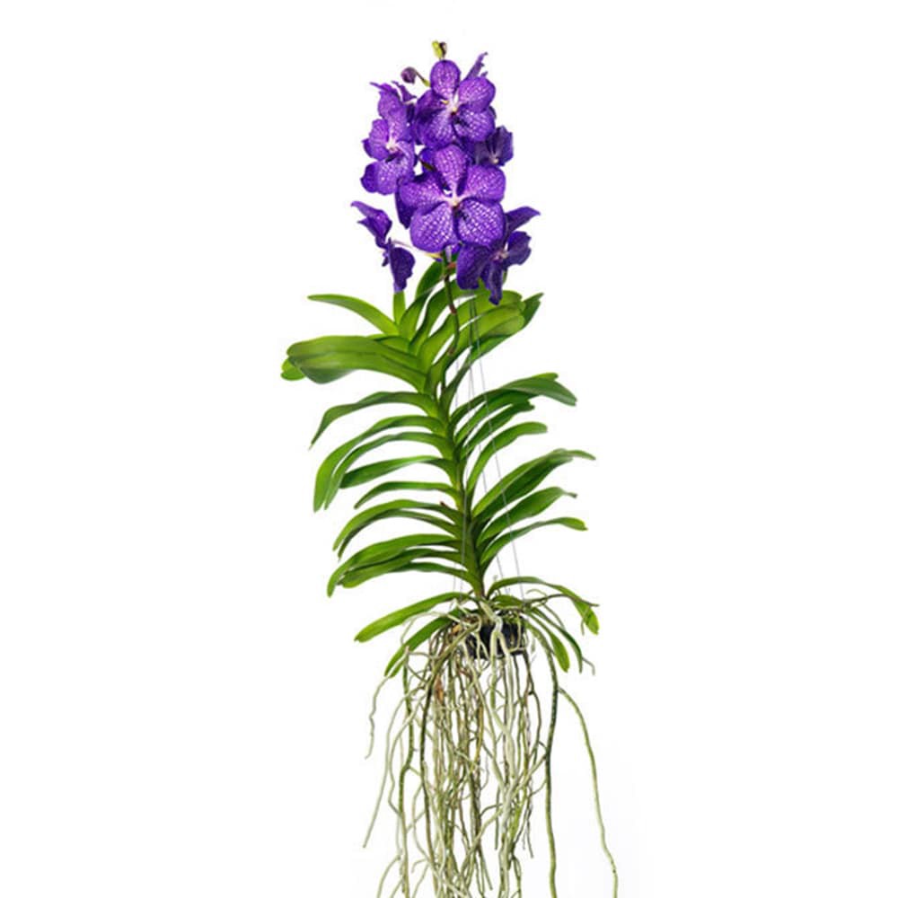 slide 1 of 1, Better-Gro Mixed Vanda Orchid House plant in, 1 ct