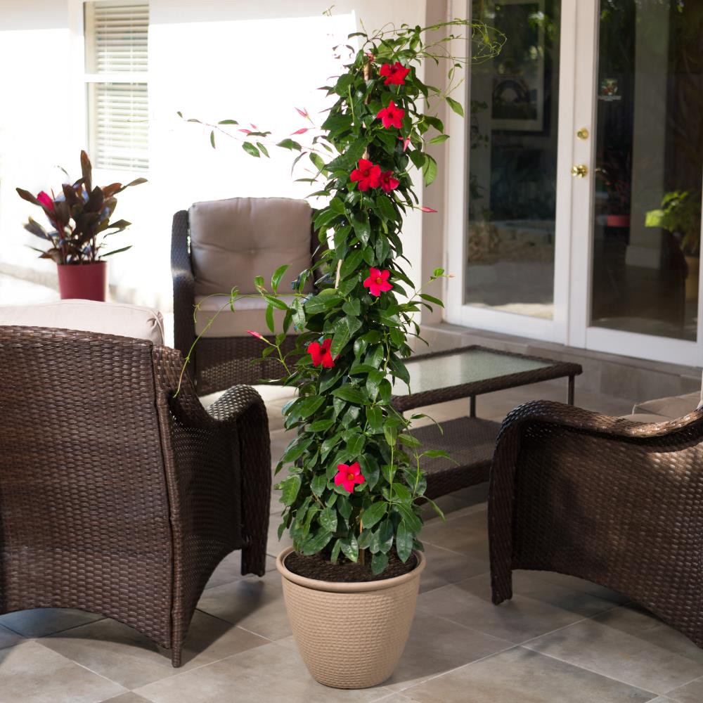 slide 2 of 2, Lowe's Mandevilla Flowering Shrub in 3.58 -Gallon Pot 1 -Pack with Multicolor Blooms, 1 ct