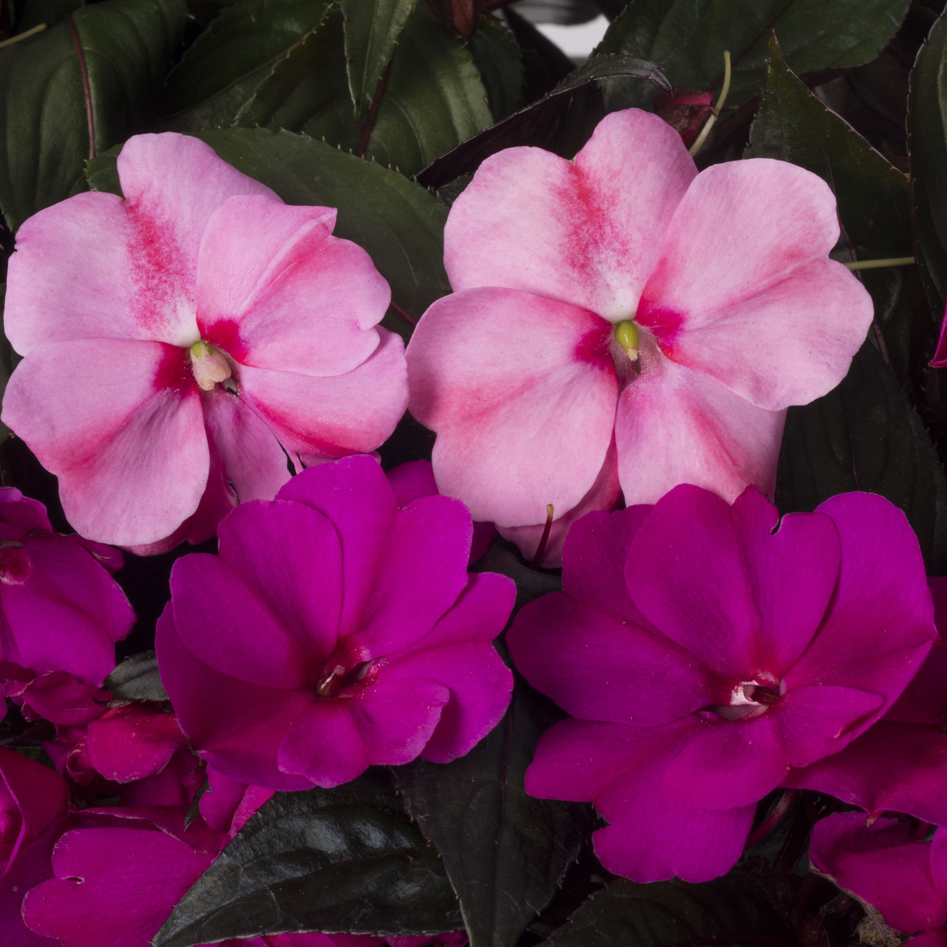 slide 3 of 5, Lowe's Multicolor New Guinea Impatiens in 2-Gallons Hanging Basket, 1 ct