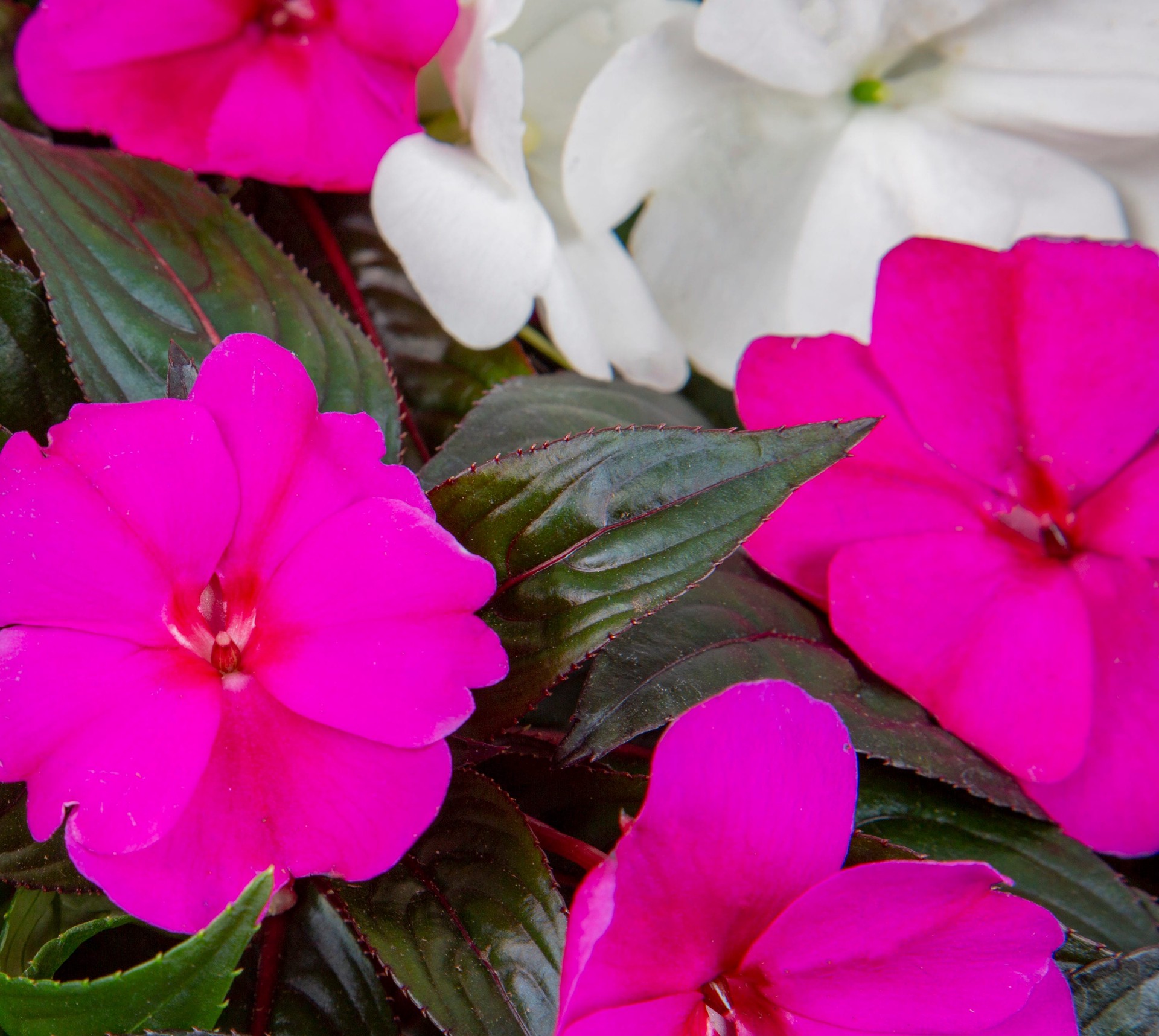 slide 5 of 5, Lowe's Multicolor New Guinea Impatiens in 2-Gallons Hanging Basket, 1 ct